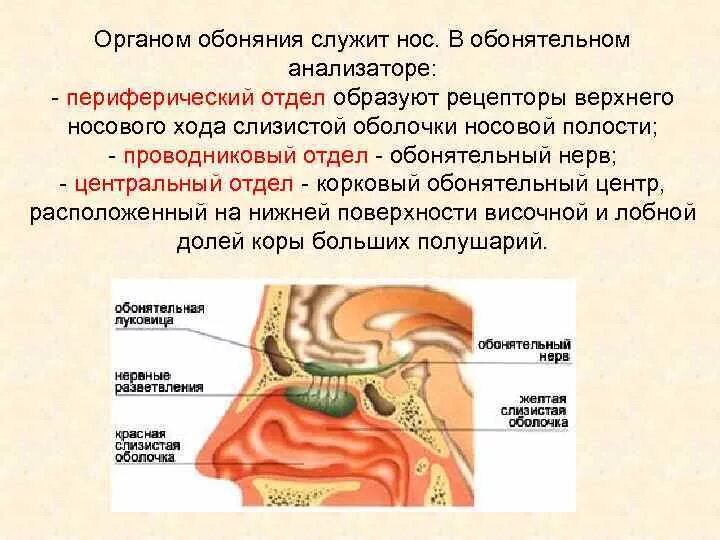 Обонятельный анализатор Рецептор обонятельный нерв. Обонятельная сенсорная система строение и функции. Строение обонятельного анализатора анализатора. Строение анализатора обоняния. Обонятельную функцию выполняет