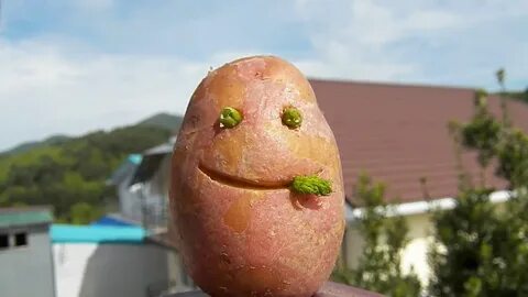 Картоха