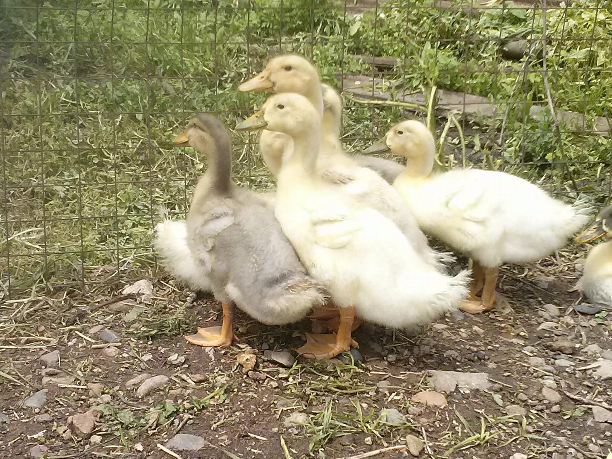 утки месяц. утки месяц. утки месяц. утки месяц. утки месяц.