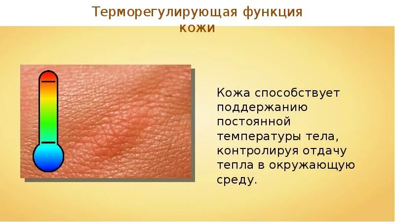 Охарактеризуйте значение кожных покровов 8 класс. Терморегулирующая функция кожи. наружные покровы тела человека 8 класс. кожные покровы тела. покровы тела кожа волосы.