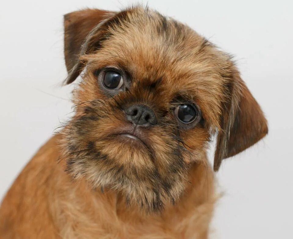 Грифон похожие. Гриффон пти брабансон. Фамильяр грифон. Бельгийский гриффон пти брабансон. Пти брабансон.