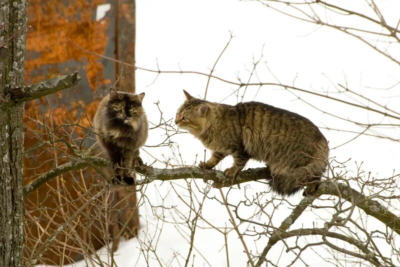 Комментировать о чем. Ответы мт. Сложный юмор прикол. Возможно подскажете. Возможно подскажете.