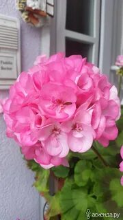 Пеларгония любимая