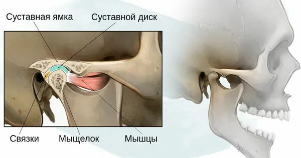 Мыщелки челюсти. Анатомия сустава ВНЧС. Нижнечелюстная ямка ВНЧС. Суставной бугорок ВНЧС.