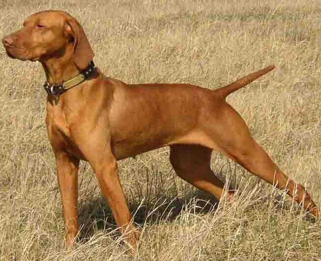 Hungarian Vizsla Dogs and Puppies for sale Pets4Homes Vizsla, Vizsla dogs, Puppi