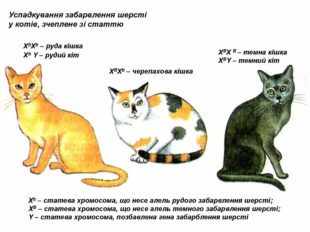 Черепаховая окраска кошек генетика. Генотип черепаховой кошки. Черепаховый окрас генотип. Наследование окраски у кошек.