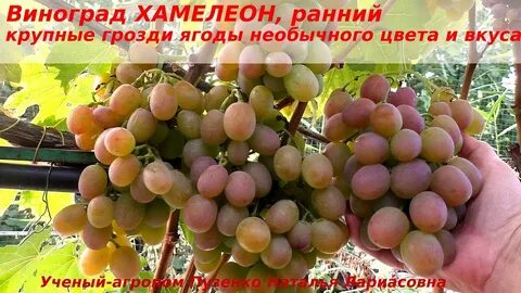 Виноград хамелеон отзывы