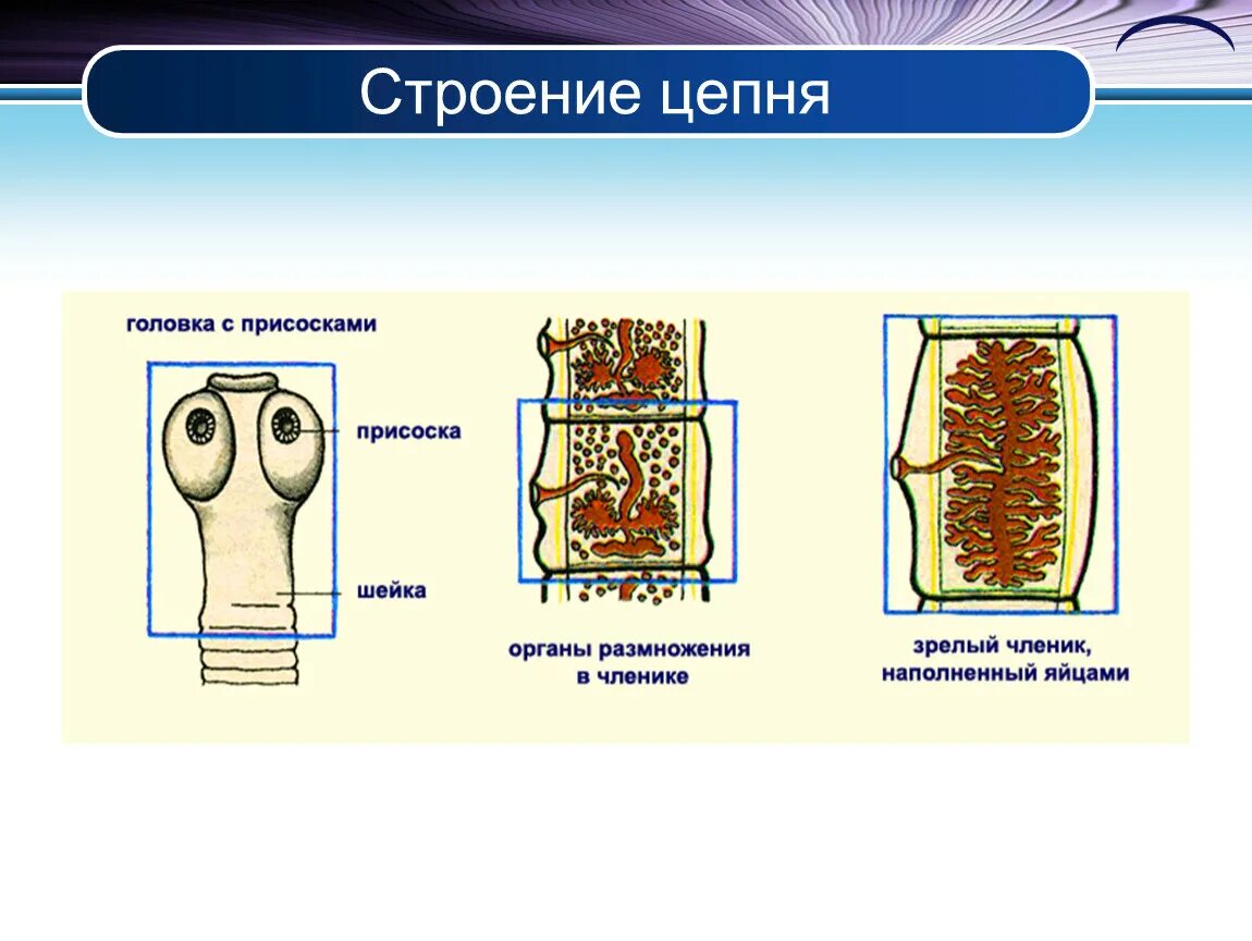 Строение бычкго цепень. Особенности строения тела бычьего цепня. Особенности строения тела бычьего цепня. Строение свиного цепня невооруженного. Особенности строения тела бычьего цепня.