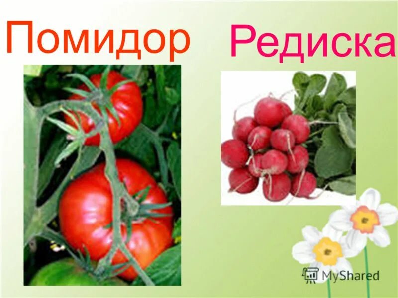 салат руккола редис огурец. помидор редиска.