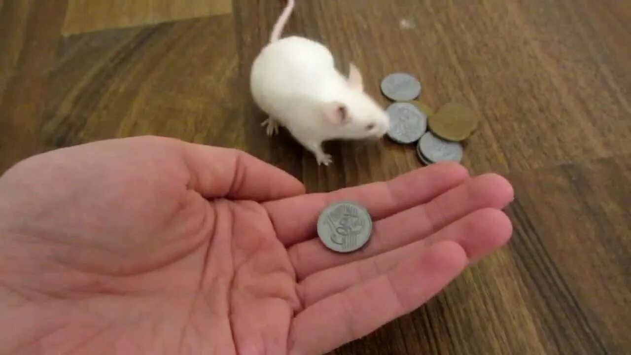 Мышь пищит для кошки. Мышь пищит. мышь пищит звук. мышки пикают. бархатная пищящяя мышка.