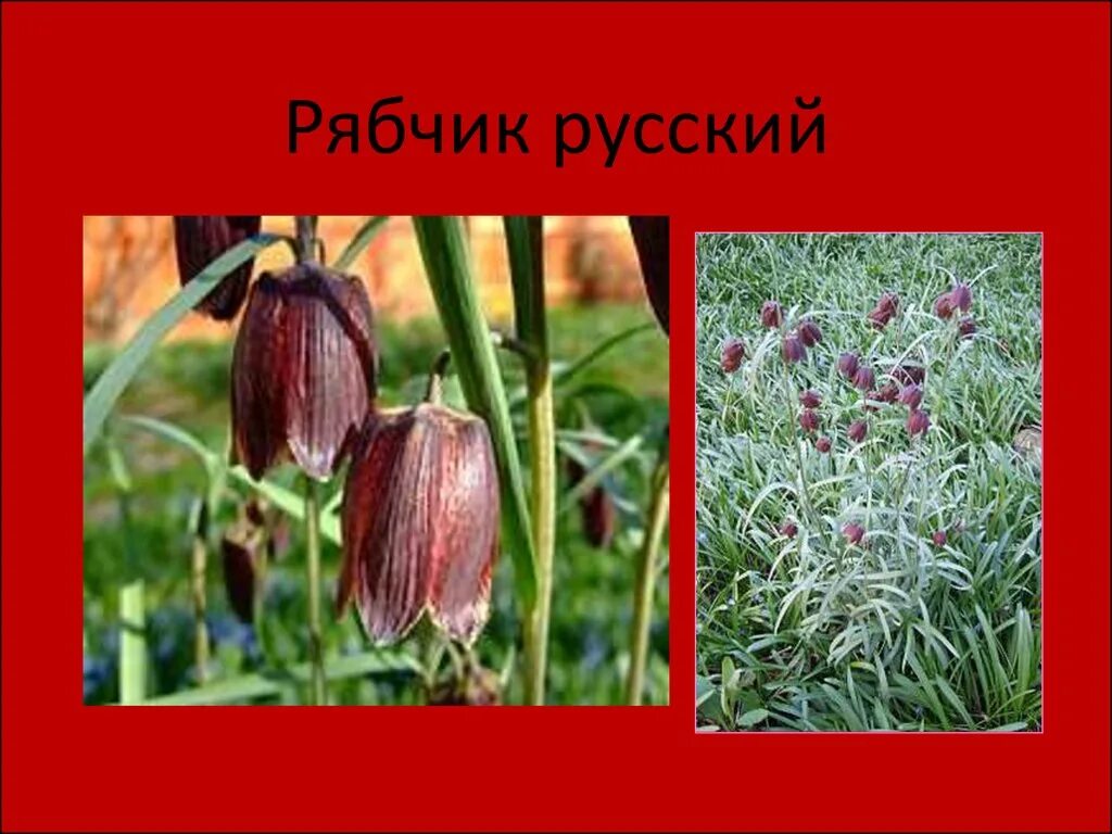 рябчик малый — fritillaria meleagroides. красная книга рябчик. растения красной книги рябчик шахматный. рябчик русский. рябчик радде.