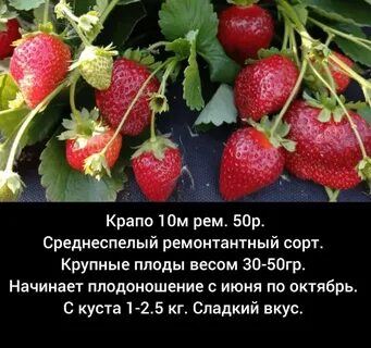Крапо клубника описание