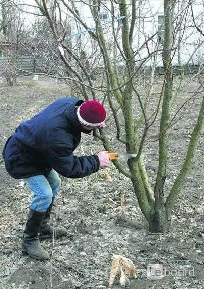 Обрезают ли рябину