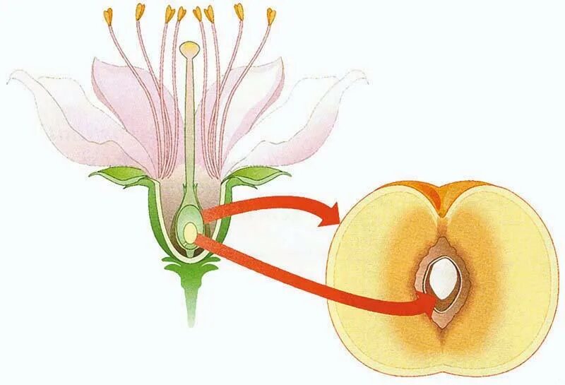 Плод из цветка. Цветок завязь плод. Образование плода из цветка. Завязи плодов яблонь. Клетка которая образует завязь