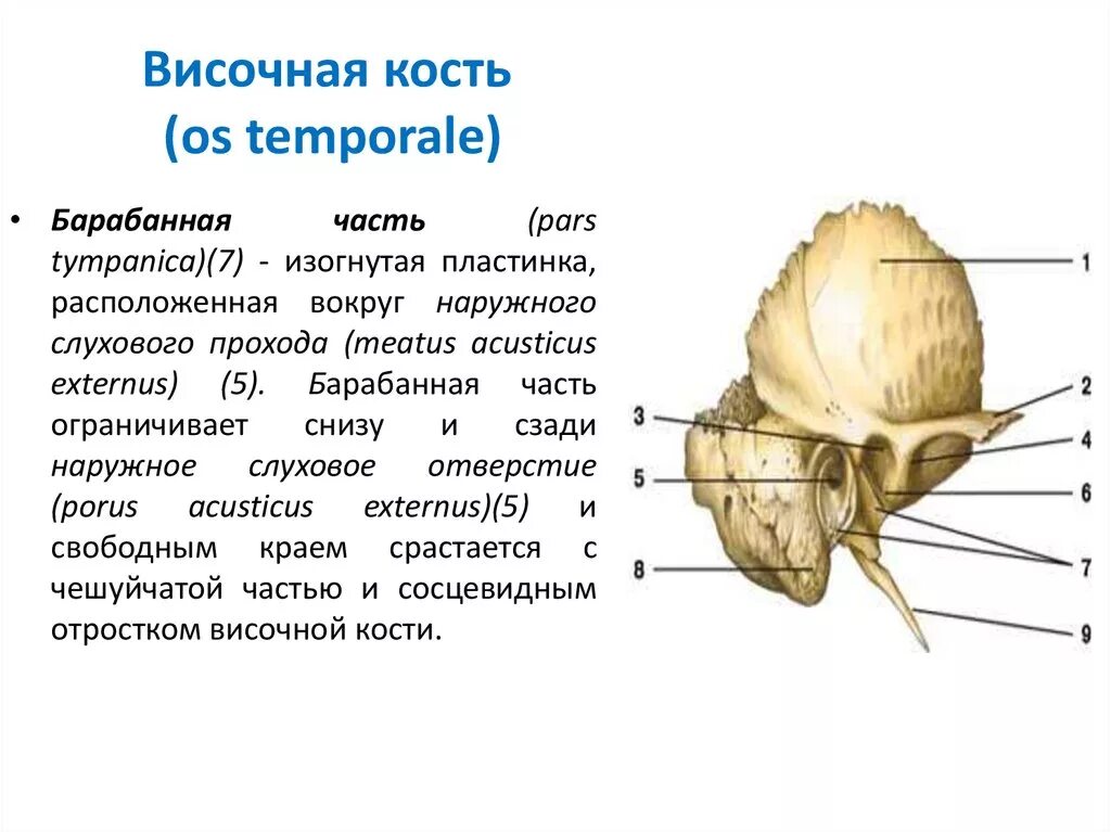 Височная кость кость черепа. Височная кость строение Синельников. Височная кость части отверстия и каналы. Сосцевидный отросток пирамиды височной кости. Изменения височной кости