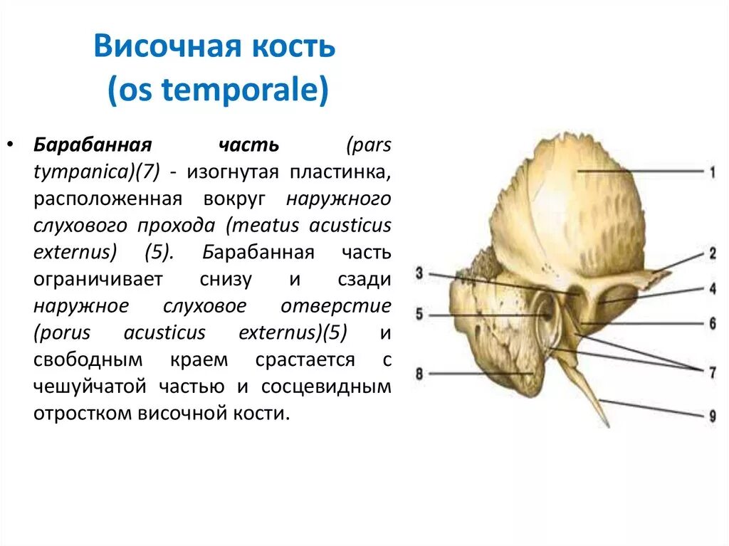 Какие кости относятся к височным. Височная кость кость черепа. Височная кость строение Синельников. Височная кость части отверстия и каналы. Сосцевидный отросток пирамиды височной кости.