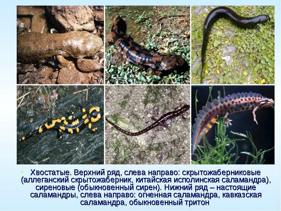 Отряд хвостатые земноводные тритон. Отряд хвостатые амфибии представители. Отряд хвостатые амфибии представители. Отряд хвостатые амфибии. Амбистомы хвостатые земноводные.
