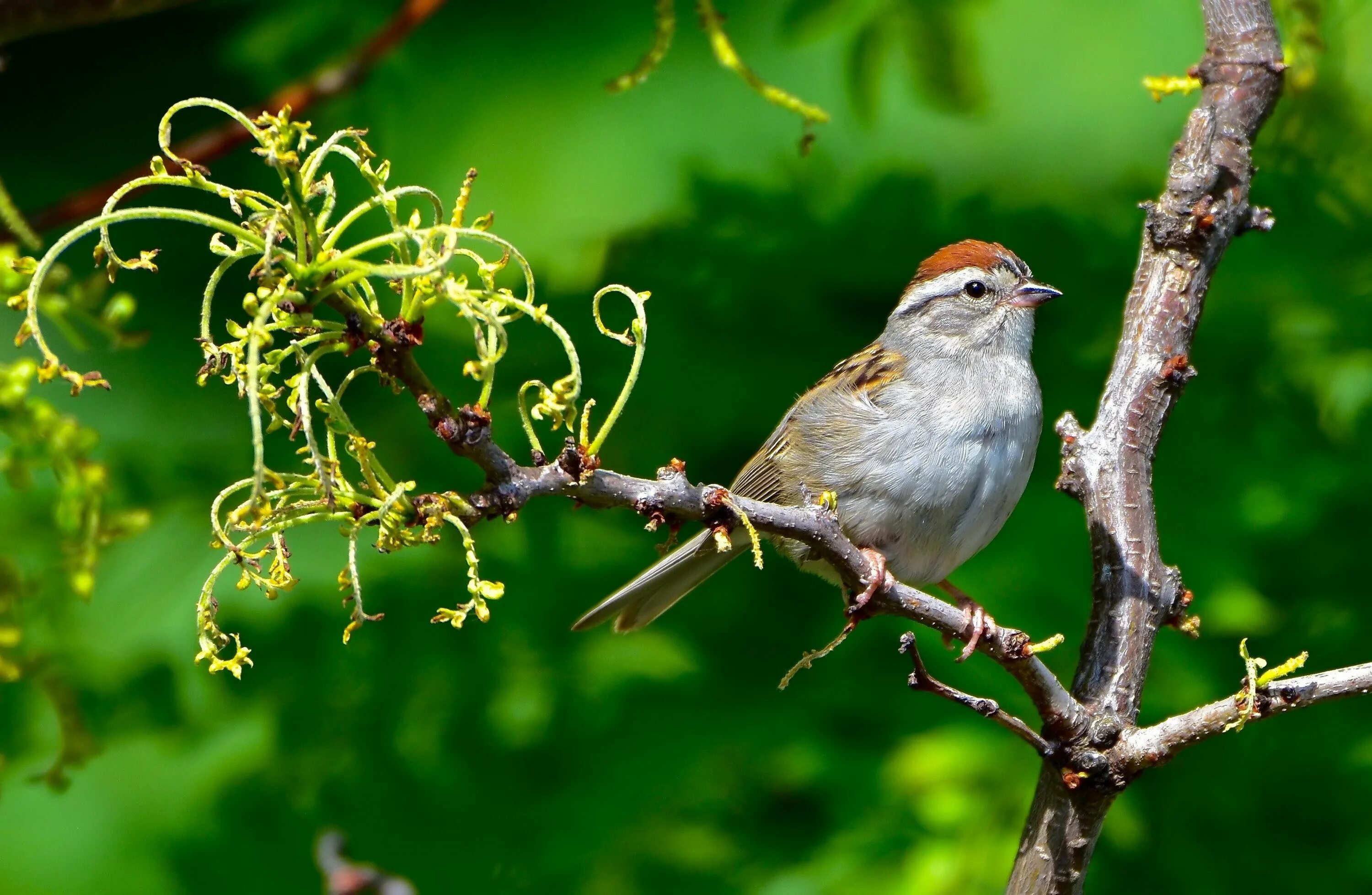 Овсянка дубровник птица. Воробьиные птицы южной америки. Певчие птицы средней полосы россии. Певчий сверчок птица. Певчая птица 6.