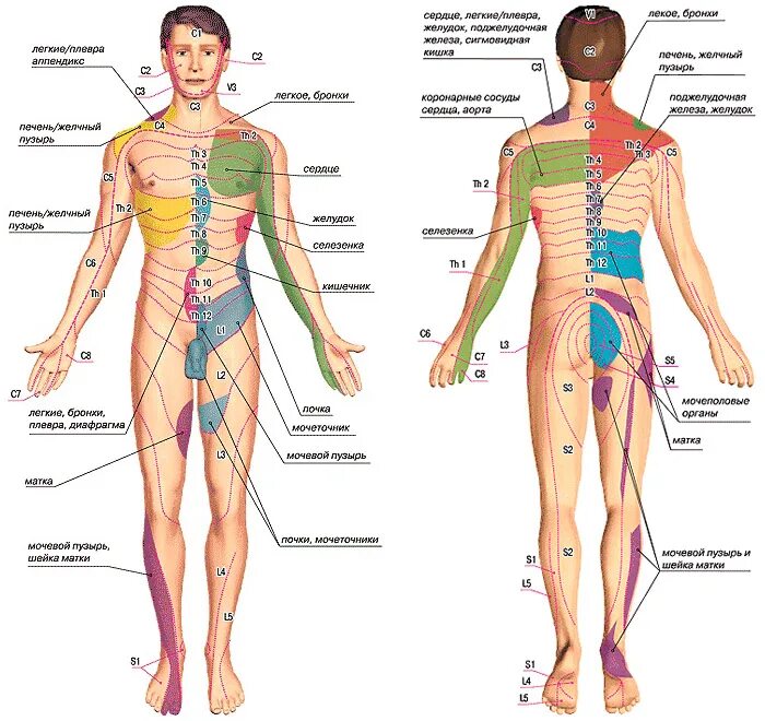 Строение человека со стороны сзади со спины. Что находится слева со стороны спины. Левая сторона спины. Поверхностные мышцы спина атлас. Что в левом боку со спины.