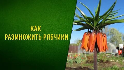 Как размножается цветок рябчик