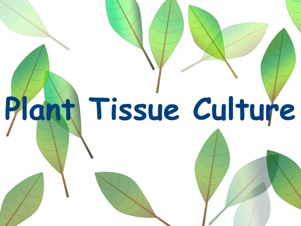 Tissue Culture. Culture Plants. Tissue Culture industry Association. Growing Tissue Cultures. Plant culture