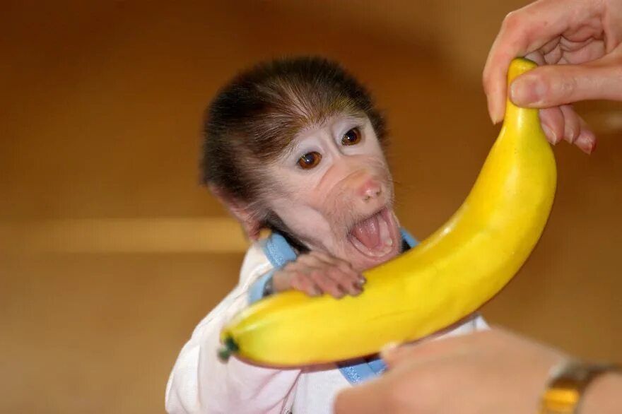 Monkey calling