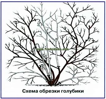 Как обрезать голубику осенью