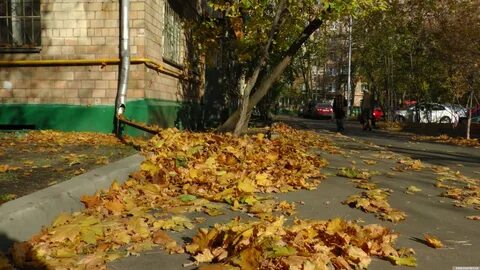 Подворье листопад