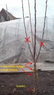 Яблоня плохо растет что делать