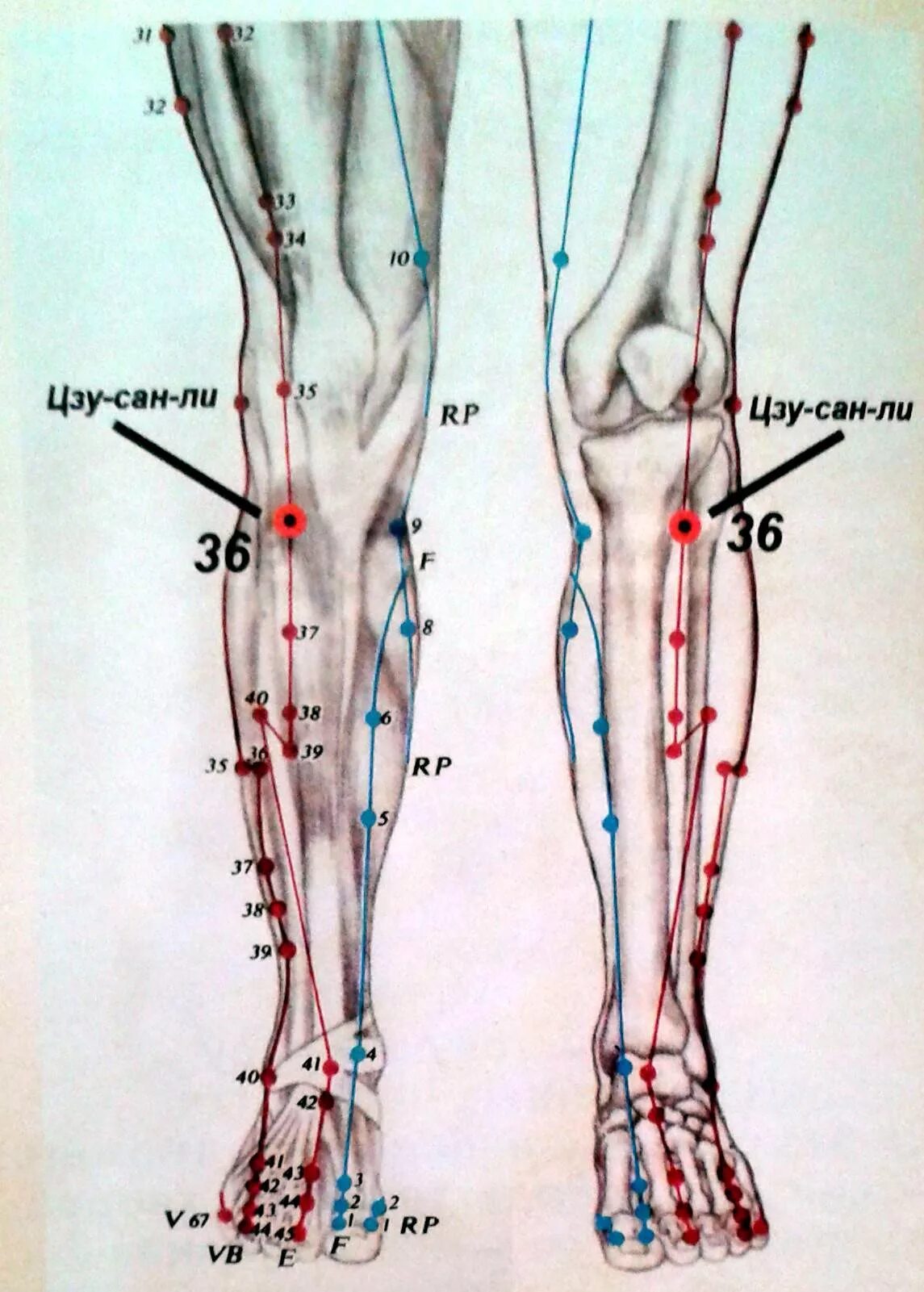 Точка е36 Цзу-Сан-ли. Точка долголетия от ста болезней Цзу-Сан-ли е 36. Цзу-Сань-ли (е36). Точка –е36 –Цзу-Сан-ли 36.