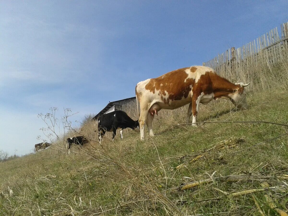 Пасет телят. Пасет телят. Пастух коров. Пастух на лошади. Пастухи гор.