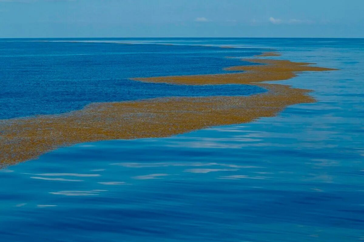 Саргассово море Бермудский треугольник. Саргассово море рифы. Фауна Саргассова моря. Саргассово море пляж