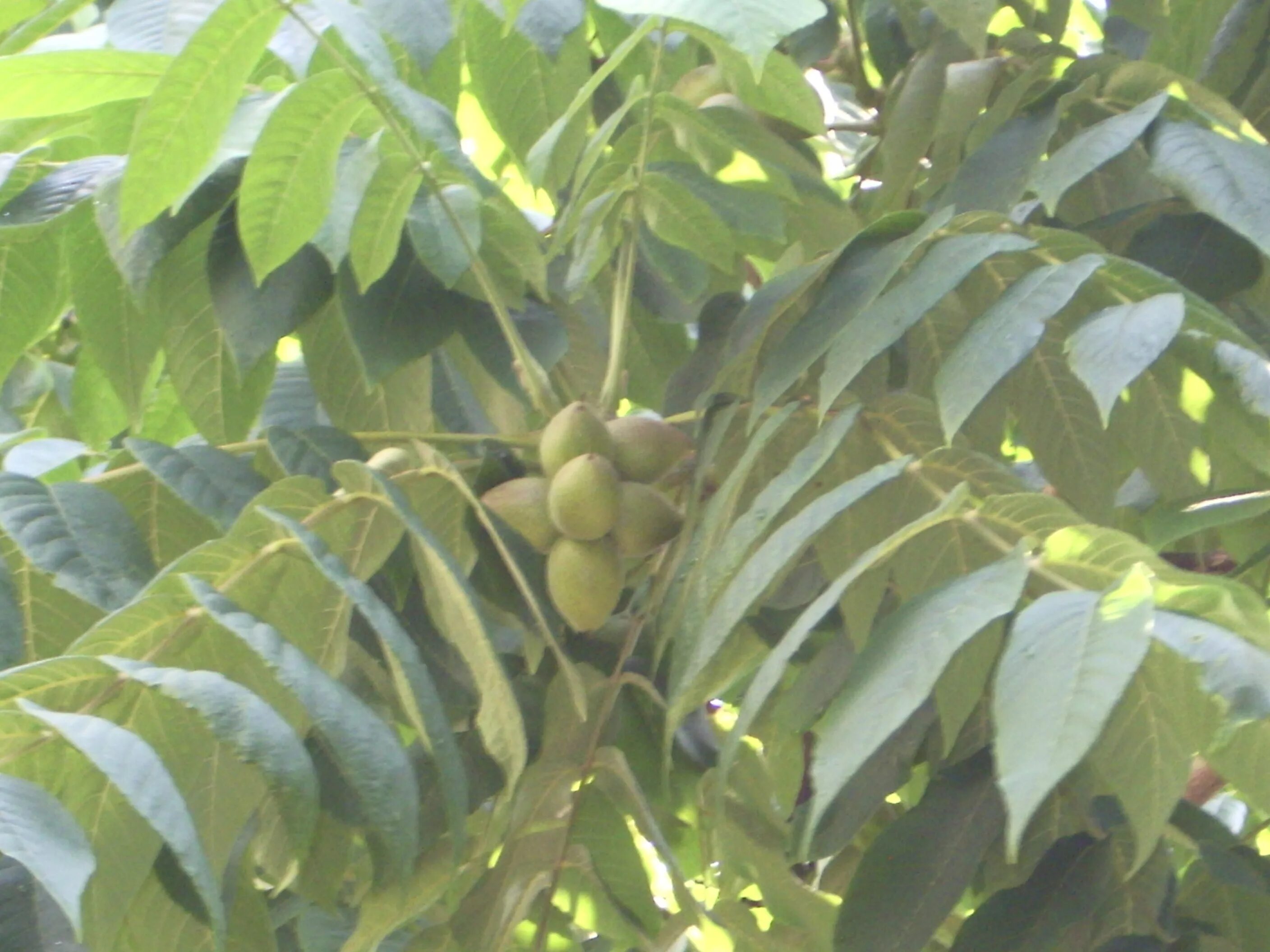 Walnut gardens in Ukraine - Сириус агро плант