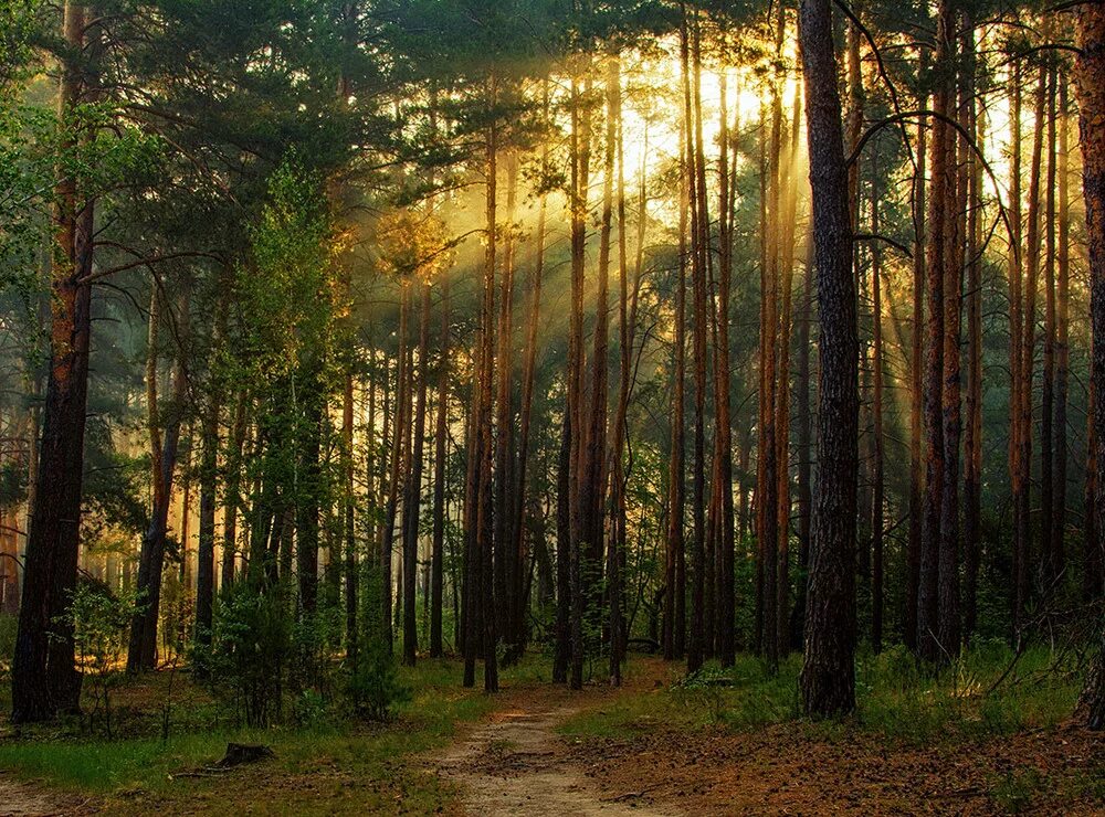Живой лес. Шумят леса тенистые. Шумный лес. Лес шумит. Звук природы в лесу.