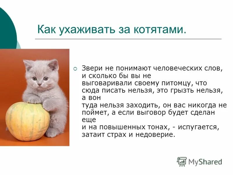 Котенку месяц как ухаживать. Как ухаживать за котенком. Как ухаживатьь за котёнком. Памятка по уходу за котенком. Как ухаживать за котиками.