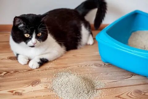 Почему коты писать мимо лотка
