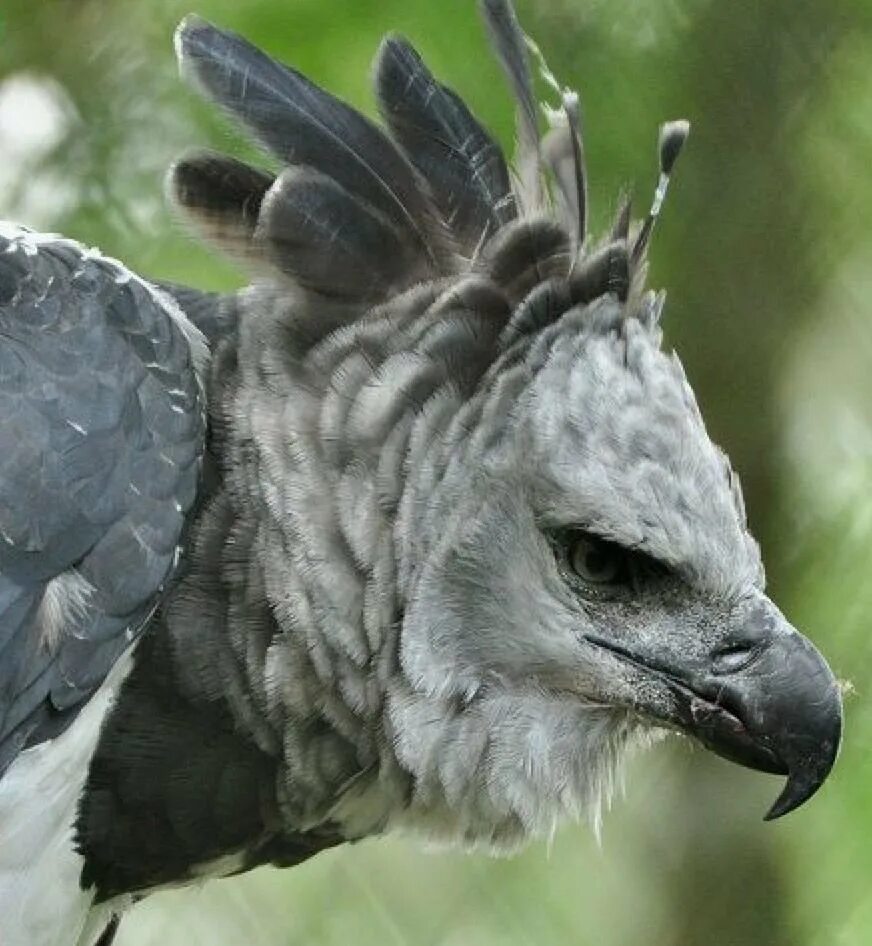 Harpy hear