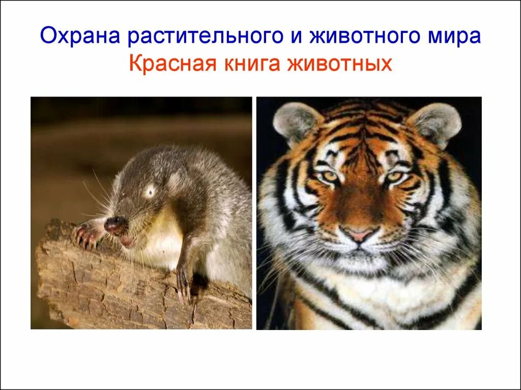 Название животных которые нуждаются в охране. Охрана растительного и животного мира. животные нуждаются в охране. животные которые нуждаются в охране красная книга. охрана животных и растений красная книга.