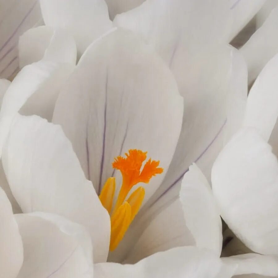 Последние новости крокус ютуб. Крокус Уайт. Белые цветы. Белые крокусы. Крокус цветок белый.