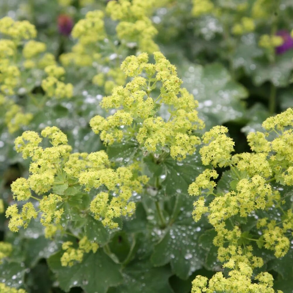 Манжетка робустика. Манжетка alchemilla mollis. манжетка alchemilla mollis robustica. манжетка мягкая alchemilla mollis `robustica`. манжетка ириш силк.