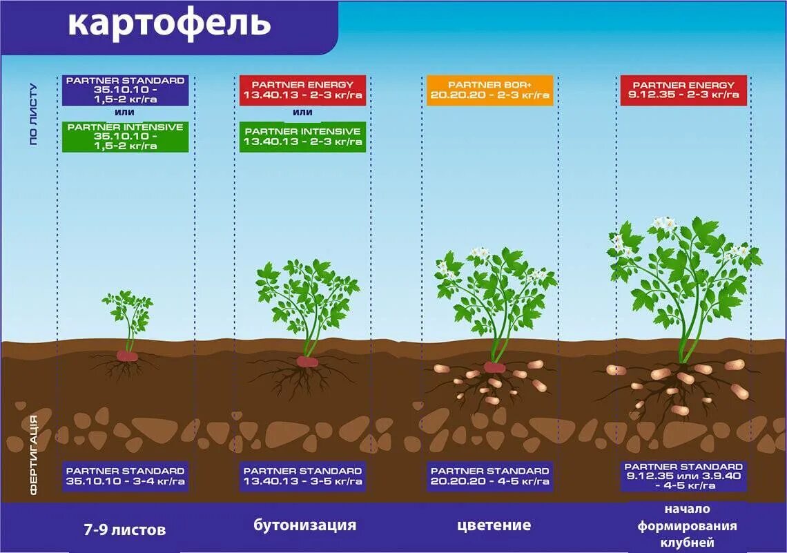 Схема внекорневых подкормок картофеля. Схема удобрения картофеля. Удобрения под картофель. Фазы развития картофеля.