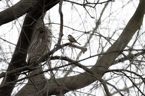 Сова синица