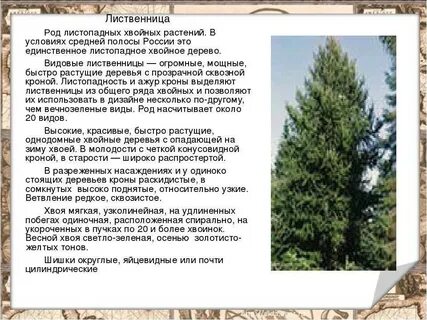 Лиственница относится к хвойным или лиственным