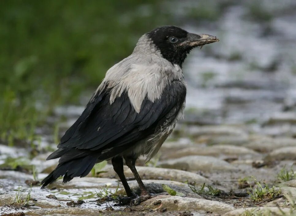ворона среда обитания. ворон среда обитания. австралийский ворон. ворон среда обитания. новокаледонский ворон инструменты.