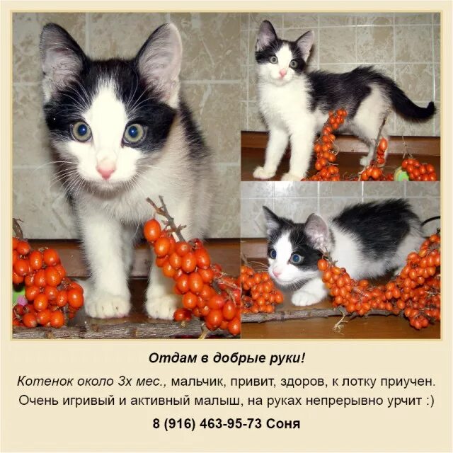 Объявления отдам котят в добрые. Объявления про котят. красивые объявления о котятах. объявление о кошке в добрые руки. кошка в добрые руки.