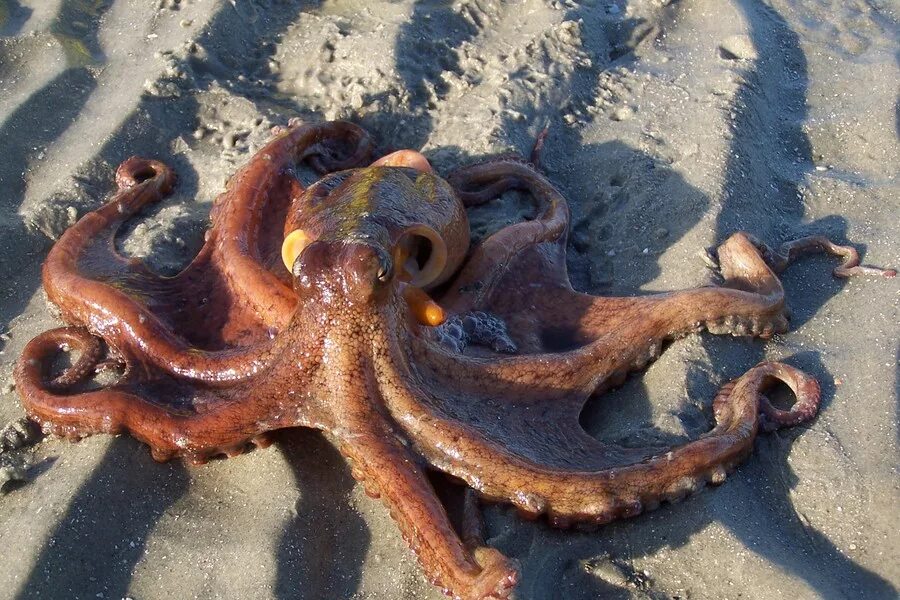 Осьминог Octopus vulgaris. Кокосовый осьминог ареал. Гигантский осьминог. Песчаный осьминог.