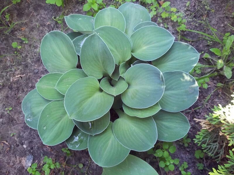 Хоста блю маус. Хоста blue mouse ears. Хоста ушки фото. Хоста hosta blue mouse ears. Хоста блю маус.