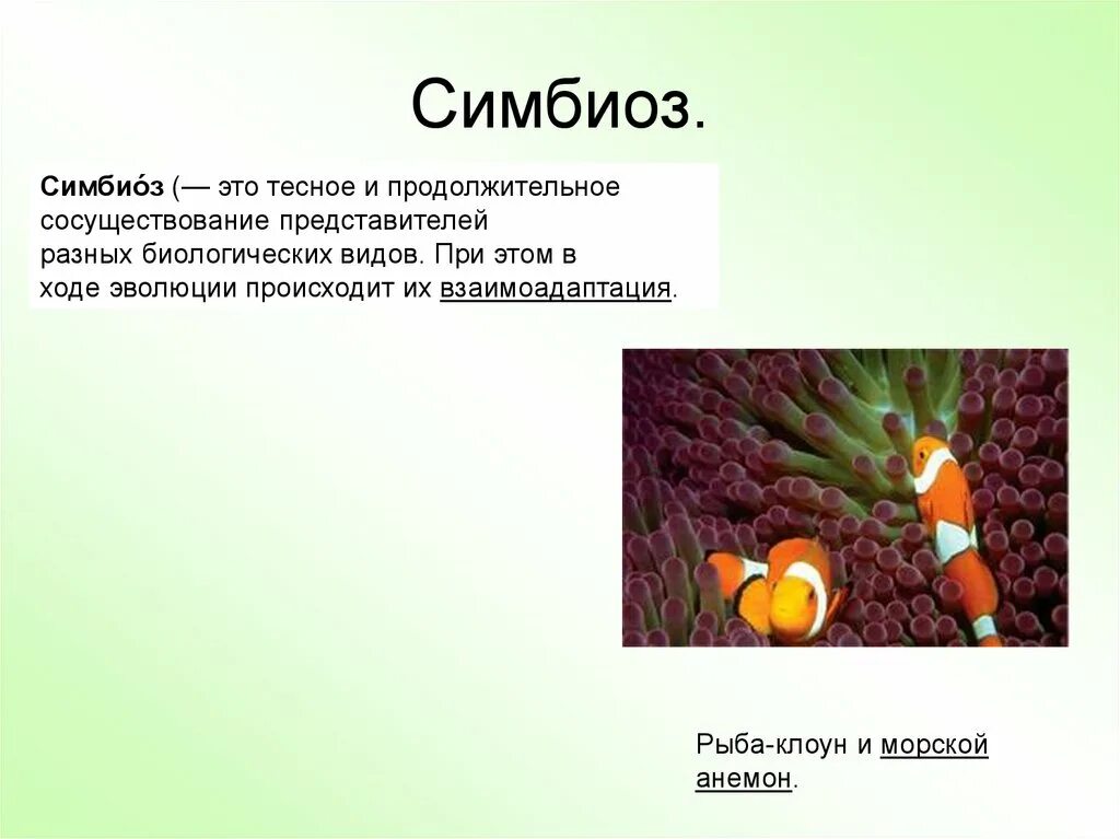 Симбионтом человека является. Симбиоз. Симбеи. Симбиоз это в биологии. Примеры симбиоза в биологии.