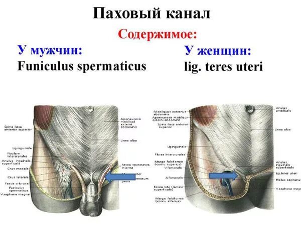 Моделирование пахового канала - презентация онлайн