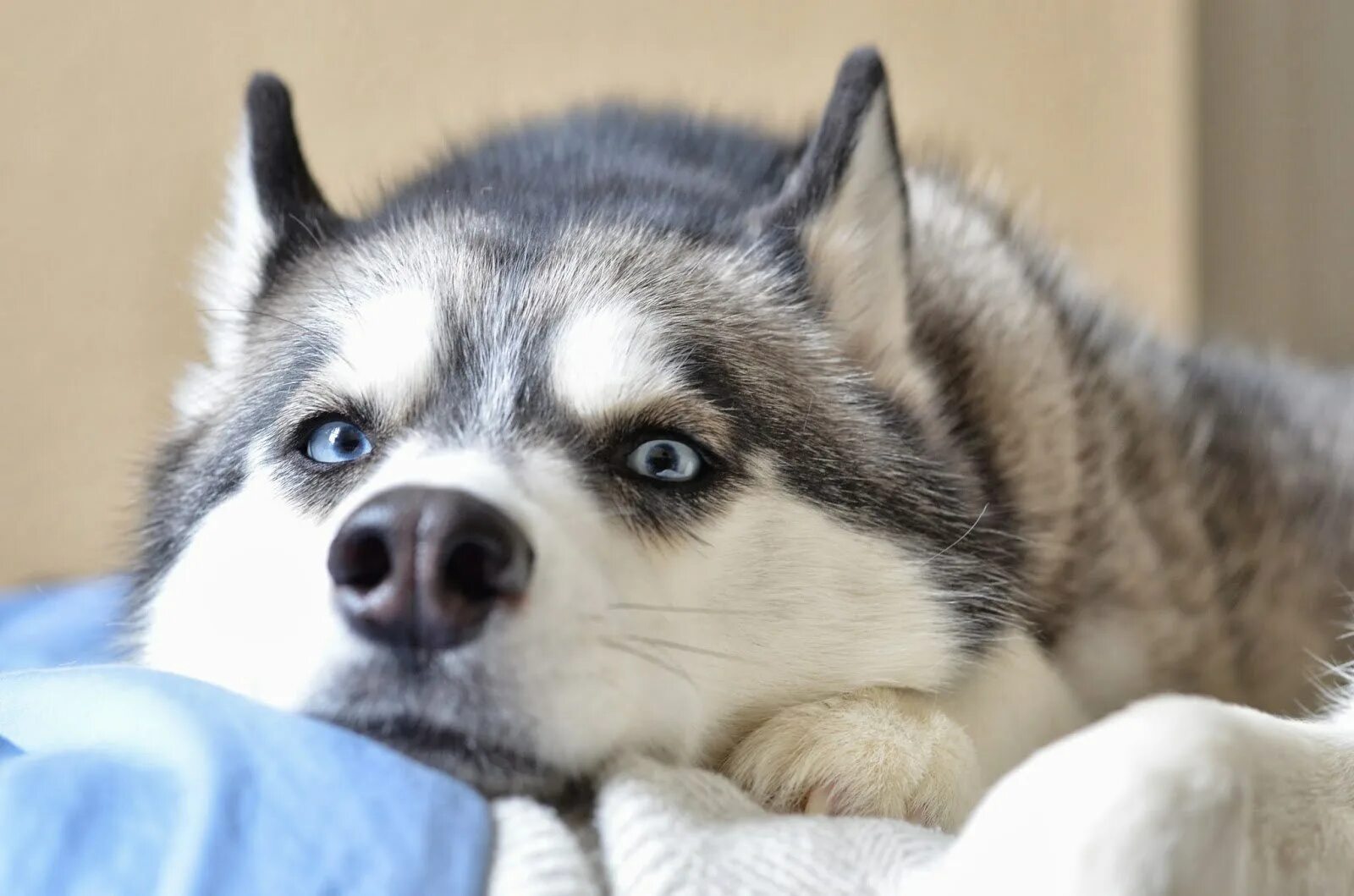 Сибирский хаски маленький. Порода хаски. Сибирские хаски голубоглазые. Сибирский хаски породы собак. Сибирские хаски голубоглазые.